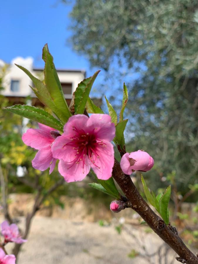 Beach Villa Gladiolus Нео Хорио Екстериор снимка